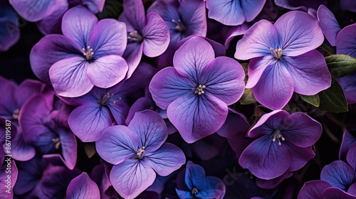 Violet flowers pattern background. Close-up of vibrant purple hydrangea flowers in full bloom, showcasing their delicate petals and rich color. Full screen filled. © Aleksander