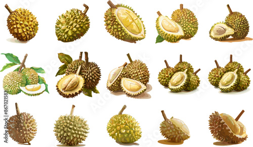 FRUIT SET IN COLOR STYLE, DURIAN SET IN COLOR STYLE