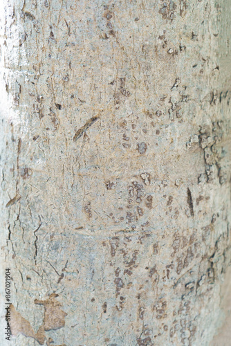 Close Up of Tree Bark texture or background