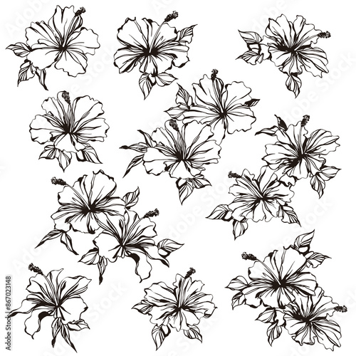 Impressive and beautiful hibiscus illustration collection,