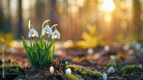 Beautiful Snowdrops Blooming in Spring Forest. First Sign of Spring and New Life photo