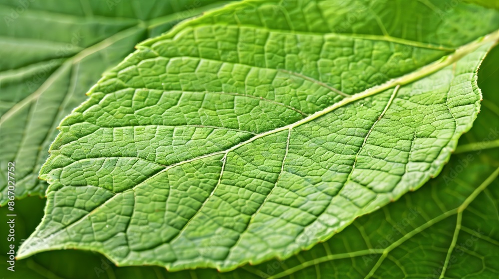 Closeup leaf texture. 