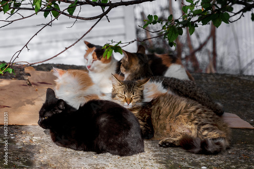 Abandoned cats need help and new owners. A group of stray cats on a city street. Abandoned mismatched cats. A colony of stray cats living in the city limits. The problem of abandoned pets.