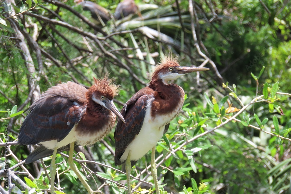 Fotografie Tricolored heron chicks in the nest in Florida nature, closeup