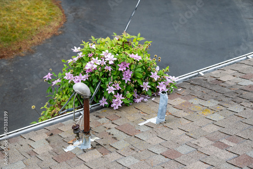 Electricity delivery to residential house, masthead on asphalt shingle rooftop, purple flowers on clematis vine growing over roof edge, perspective from above