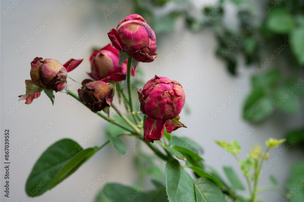 Rose bud having Botrytis blight fungus problem. The buds may fail to open or they might be distorted if they do. Rose bud having Botrytis blight fungus problem. The buds may fail to open or they might be distorted if they do.
