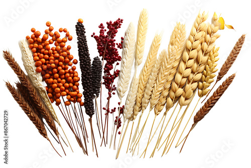 Assortment of grains on transparent background