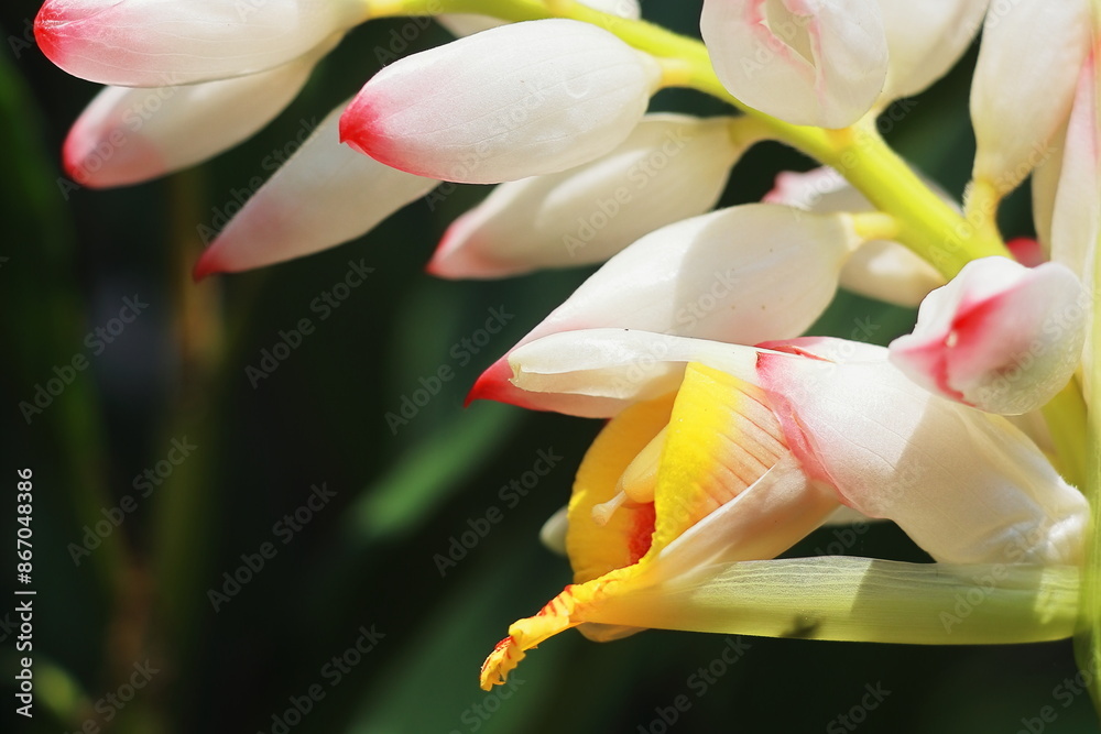 Obraz premium close up view of beautiful badi elaichi or black cardamom flowers (amomum subulatum), used as a medicinal plant and spices in south asia