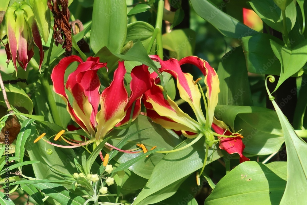 Gloriosa superba flowers in Florida nature, closeup Gloriosa superba flowers in Florida nature, closeup