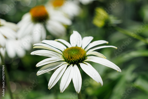 echinacea　Baby Swan White　