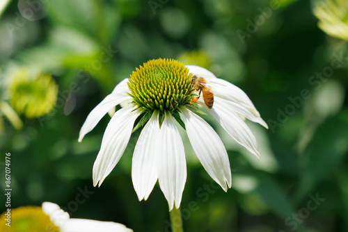 echinacea and bees