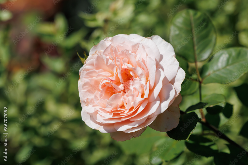 A single pink rose A single pink rose