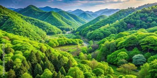 Lush green trees of South Korea's Namcheon region, nature, landscape, South Korea, Namcheon, greenery, foliage photo