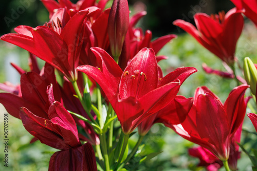 Asiatic lily: gorgeous bright red flowers