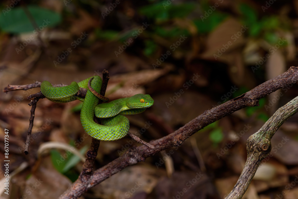 Obraz premium Sumatran Green Pit Viper on tree branch in Thailand rainforest