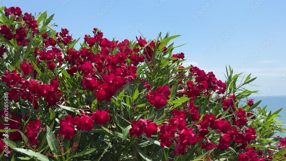 red oleander nerium shrub in the garden red oleander nerium shrub in the garden