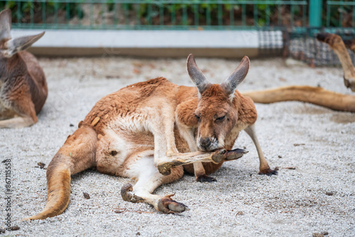 Kangaroo hygience leg at zoo of Uminonakamich Park, Fukuoka photo