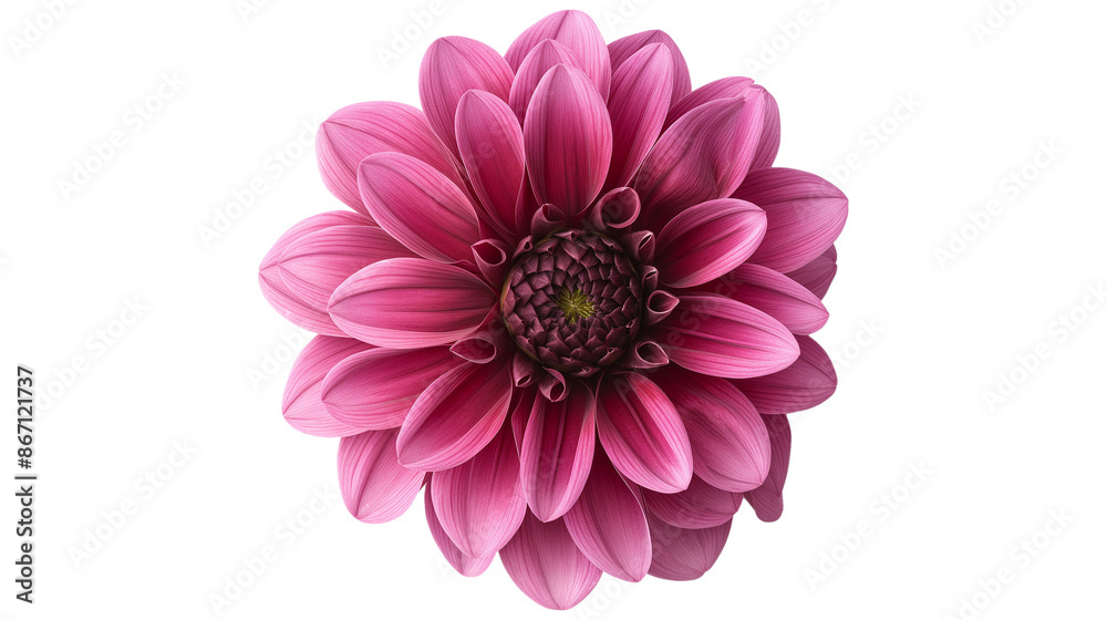 Close-up of the Dahlia, a flower in the trendy color of the year isolated on a transparent background