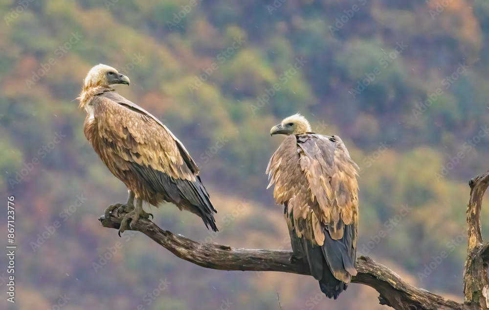 Griffon Vulture (Gyps fulvus) on feeding station