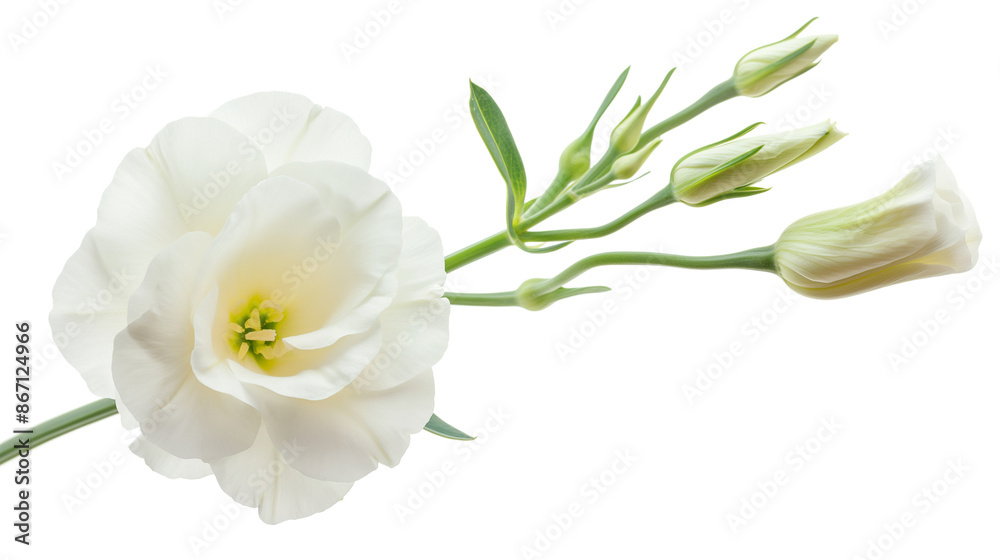 Lisianthus Flower against isolated on a transparent background Lisianthus Flower against isolated on a transparent background