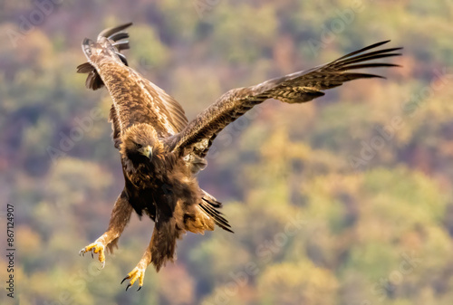 Action photography of Golden Eagle