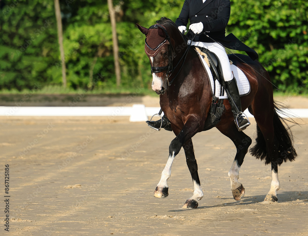 Dressage horse close-up in the test, dressage S curb.. Dressage horse close-up in the test, dressage S curb..
