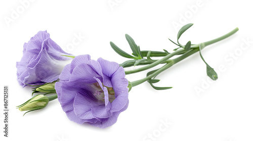 Lisianthus Flower against isolated on a transparent background photo