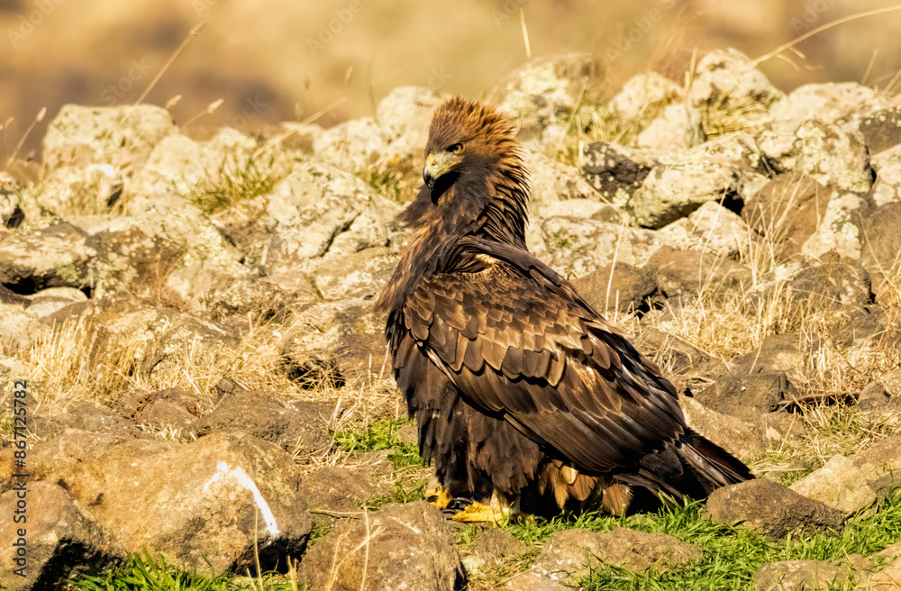 Fototapeta premium Action photography of Golden Eagle