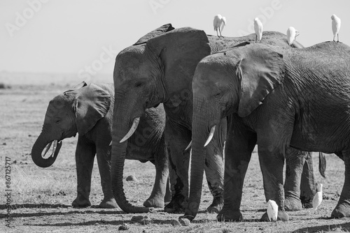 Family of elephants with baby walking in Kenya Africa with birds sitting on top