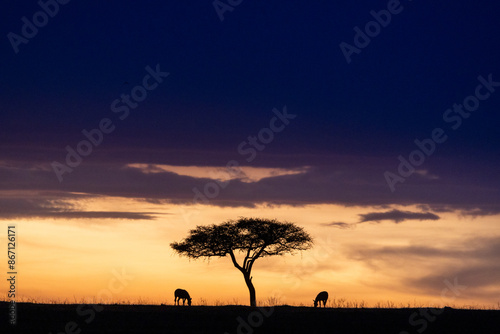 Sunset in Kenya, Africa on the Masai Mara with a lone tree and two grazing zebras in silhouette