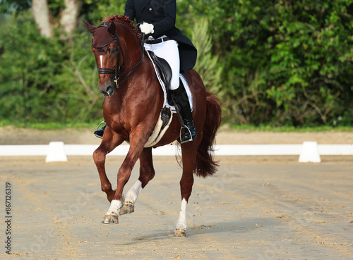 Dressage horse close-up in the test, dressage S curb.. photo