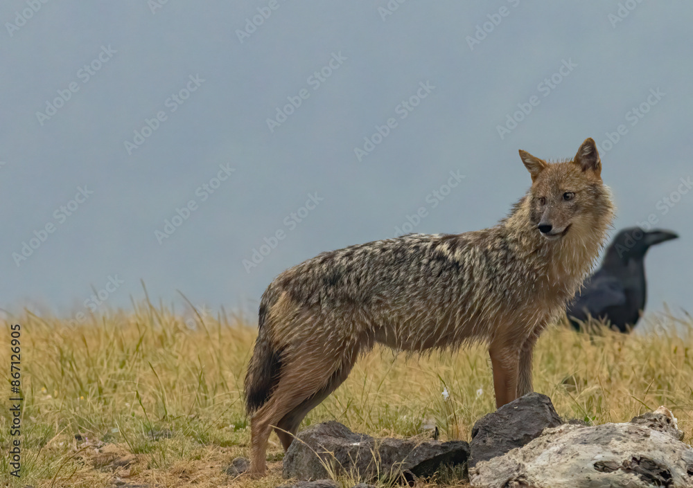 Golden Jackal in a natural habitat Golden Jackal in a natural habitat