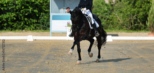 Dressage horse close-up in the test, dressage S curb.. photo