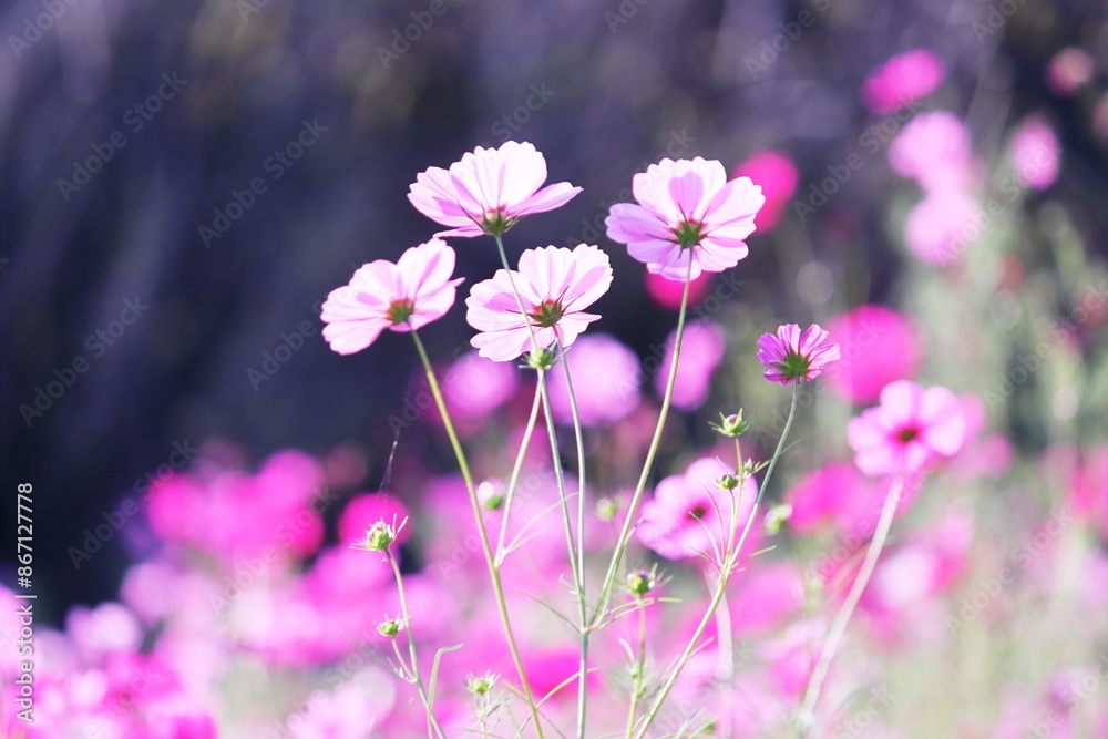 秋の陽射しを浴びて咲くピンクのコスモス