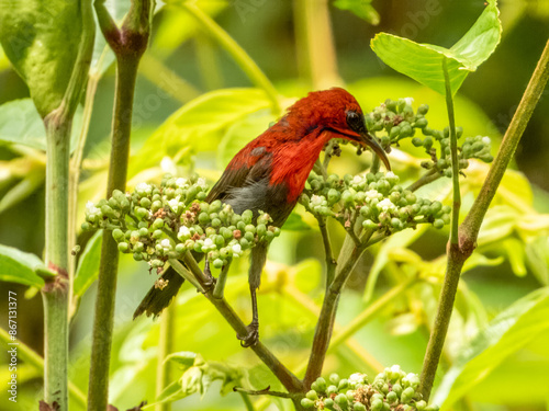 Crimson Sunbird of Borneo, Malaysia photo