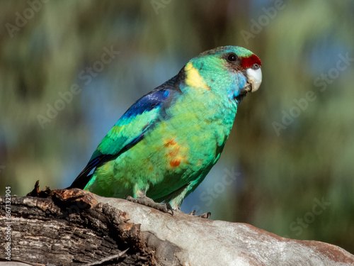 Mallee Ringneck Parrot in South Australia photo
