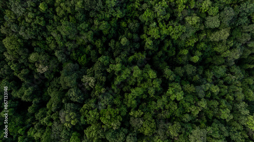aerial top view green forest tree texture and background, Natural green forest tree background, Tropical rainforest tree ecosystem environment, Texture and background of green tree forest.