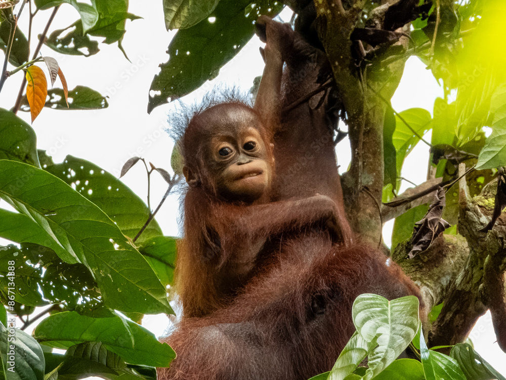 Obraz premium Great Ape Orangutan in Borneo, Malaysia