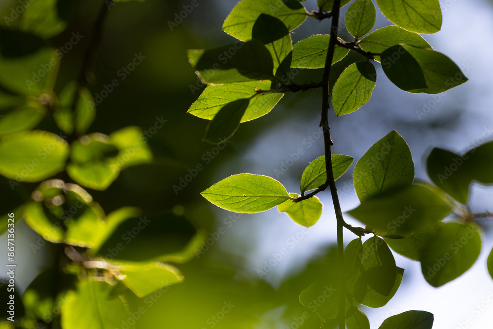 Beautiful bright green bird cherry leaves in the sunny forest. Natural summer scenery of woodlands in Latvia. Beautiful bright green bird cherry leaves in the sunny forest. Natural summer scenery of woodlands in Latvia.