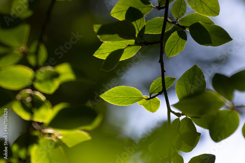 Beautiful bright green bird cherry leaves in the sunny forest. Natural summer scenery of woodlands in Latvia.