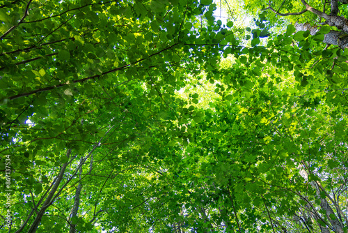 Bright green tree leaves in the sunny forest. Natural summer scenery of woodlands in Latvia.