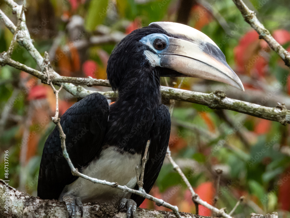 Fototapeta premium Oriental Pied Hornbill in Borneo, Malaysia
