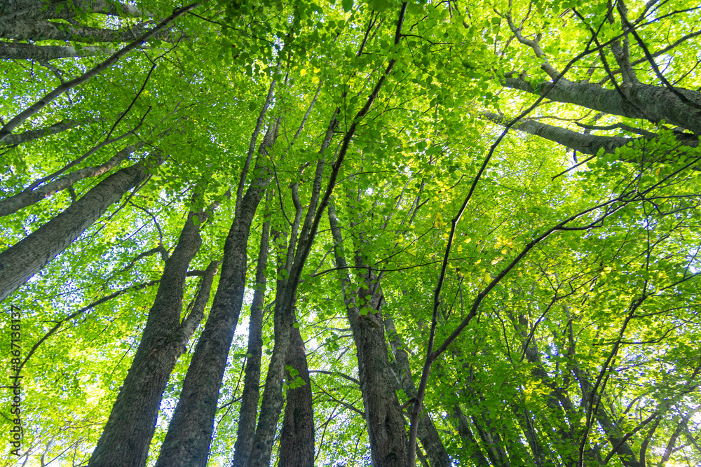 Huge linden trees with green leaves from below. Natural summer scenery of the forest in Latvia. Huge linden trees with green leaves from below. Natural summer scenery of the forest in Latvia.