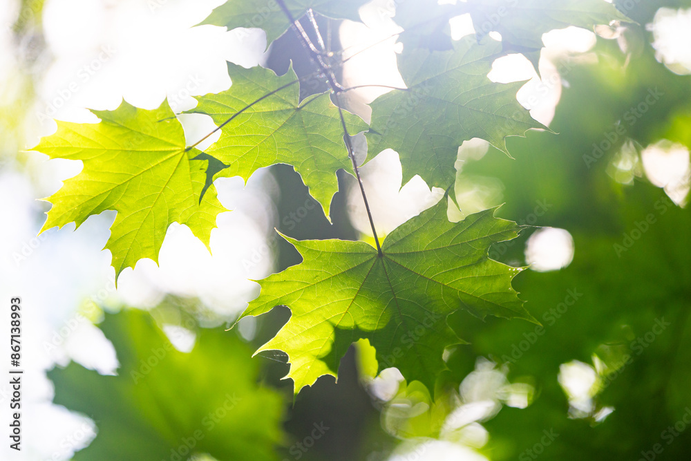 Bright green maple tree leaves in the summer forest. Natural scenery of rural Latvia. Bright green maple tree leaves in the summer forest. Natural scenery of rural Latvia.