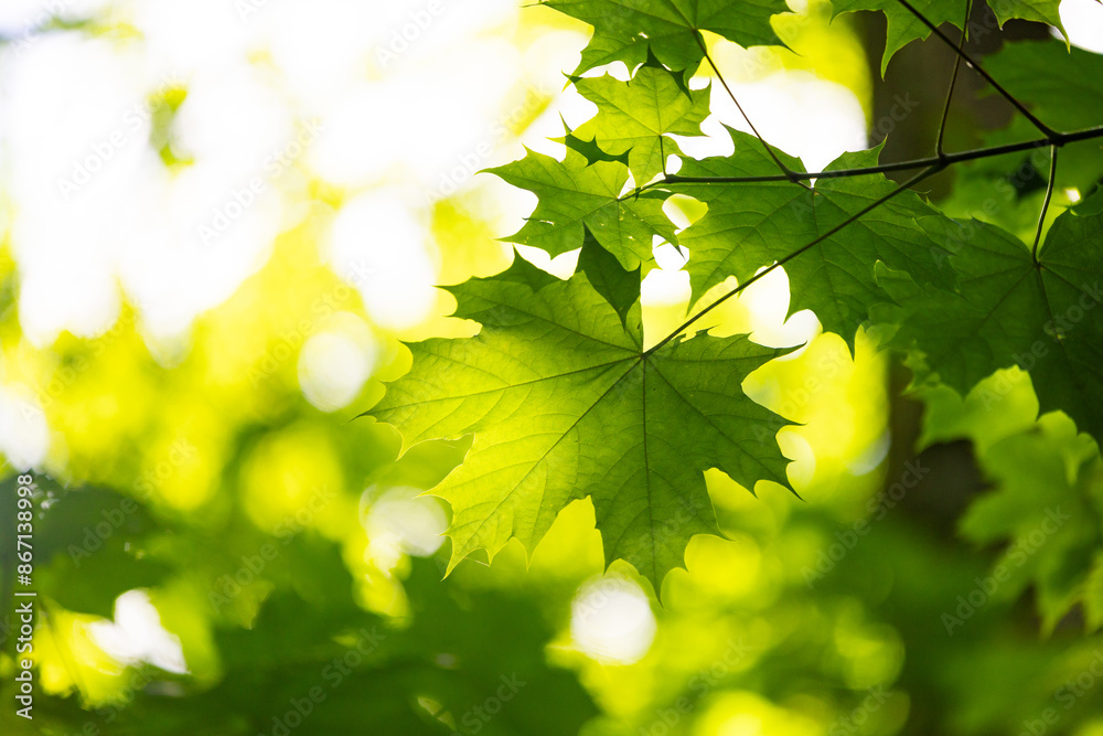 custom made wallpaper toronto digitalBright green maple tree leaves in the summer forest. Natural scenery of rural Latvia.