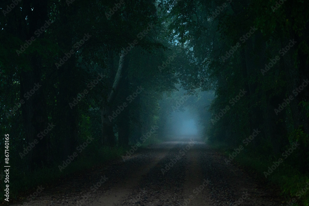 Fototapeta premium Beautiful misty glade in the middle of the forest. Natural summer scenery of woodlands in Latvia, Northern Europe.