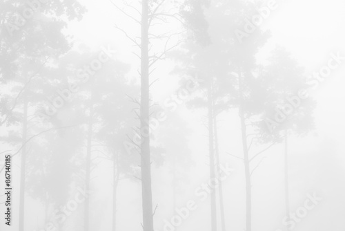 Wallpaper Mural Beautiful misty glade in the middle of the forest. Natural summer scenery of woodlands in Latvia, Northern Europe. Torontodigital.ca