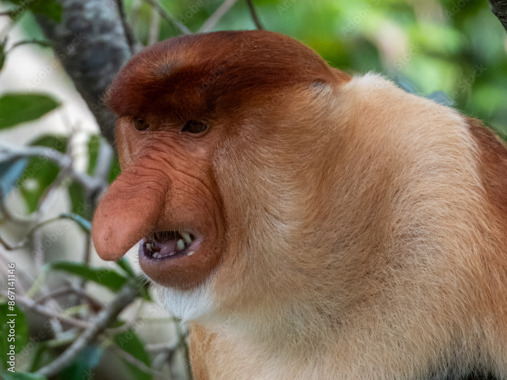 Naklejka premium Wild Proboscis Monkey in Borneo, Malaysia