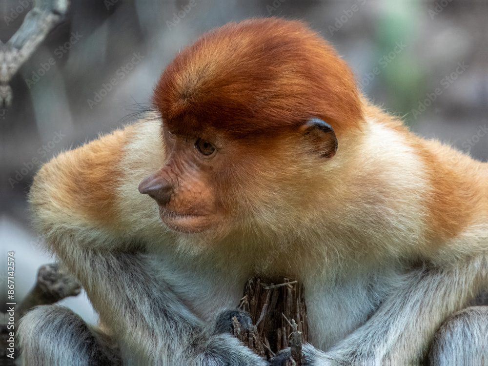 Fototapeta premium Wild Proboscis Monkey in Borneo, Malaysia