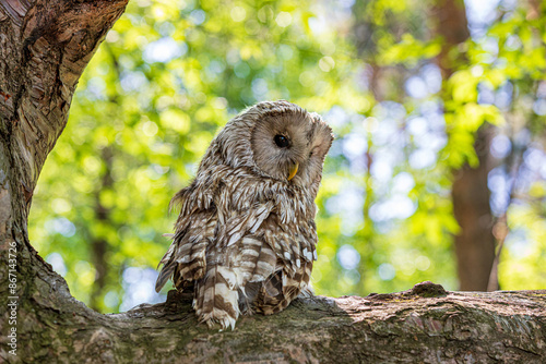 Cuadro en lienzo Ural owl (Strix uralensis) on a blurry summer greenery